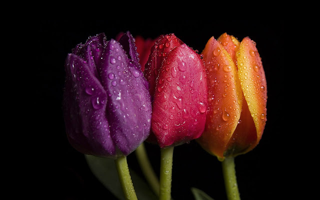 Foto van een paarse, roze en oranje tulp