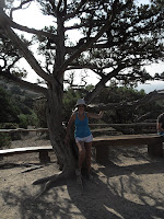 Можжевельник