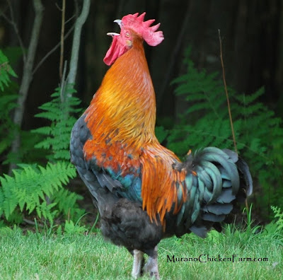 marans rooster