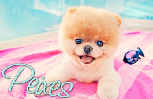 Blog da Criis: Horóscopo : O Cachorro de cada Signo & Suas