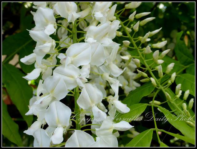 White wisteria glycine Versailles Porchefontaine