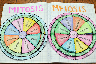 Mitosis and Meiosis Foldables