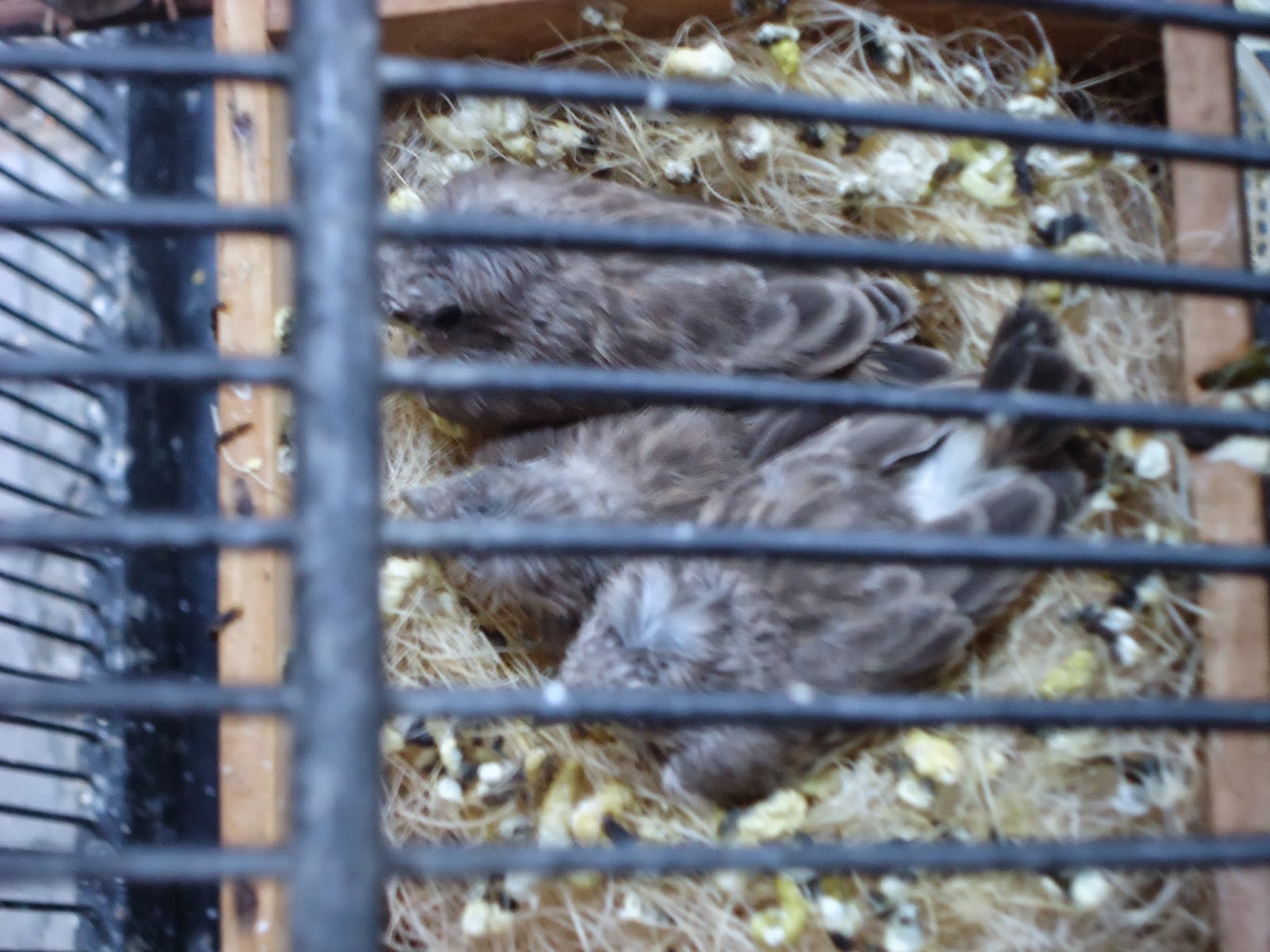 finchpolis: Grey Singer Breeding (White Rumped Serins)