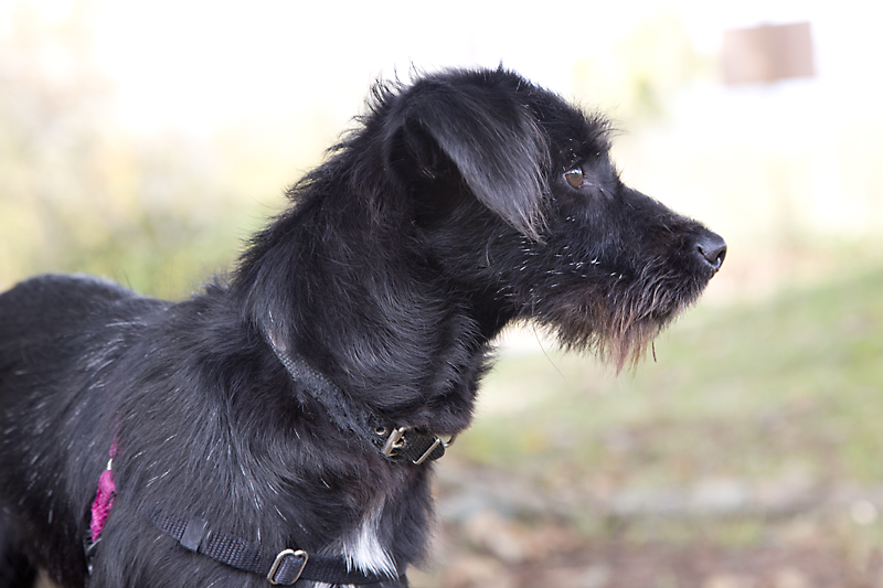 Shelter 2010 bentley