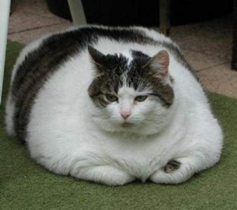  Fat  Cats  Awesome Photographs Funny And Cute  Animals