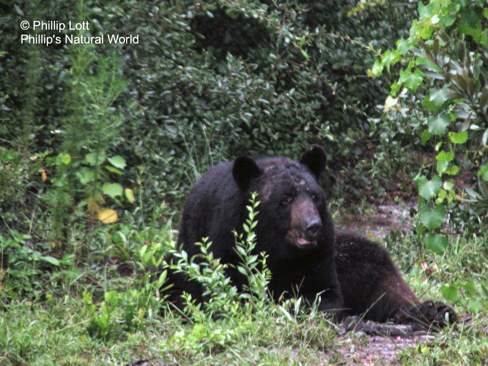 Florida to Kill Beloved Black Bears