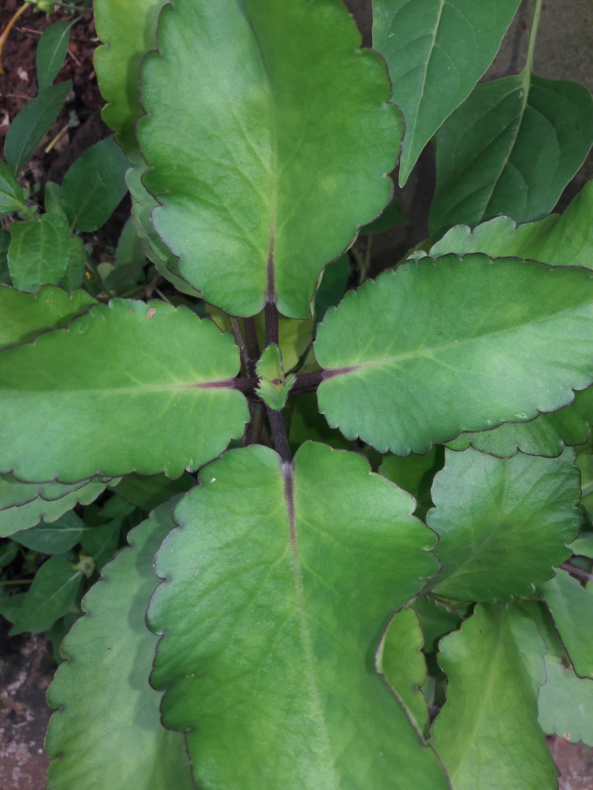 Bryophyllum pinnatum its uses and remedies