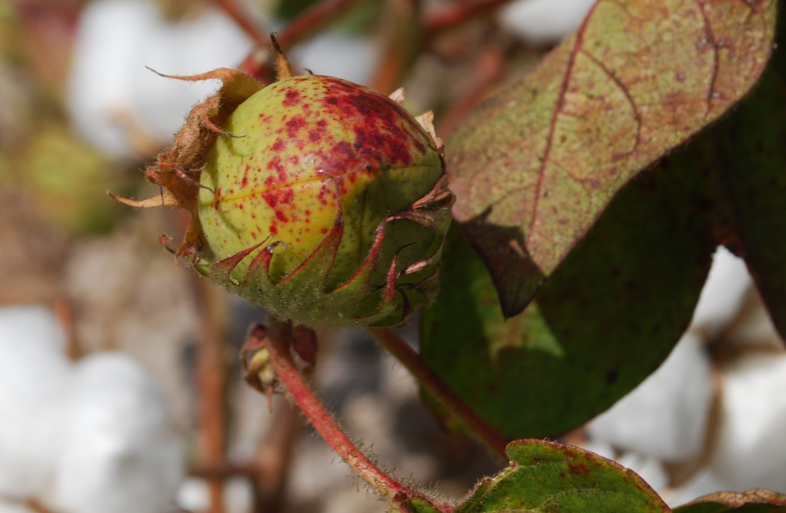 bar none group November Cotton Flower