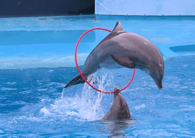 dolphin 2013 dolphins in captivity photos