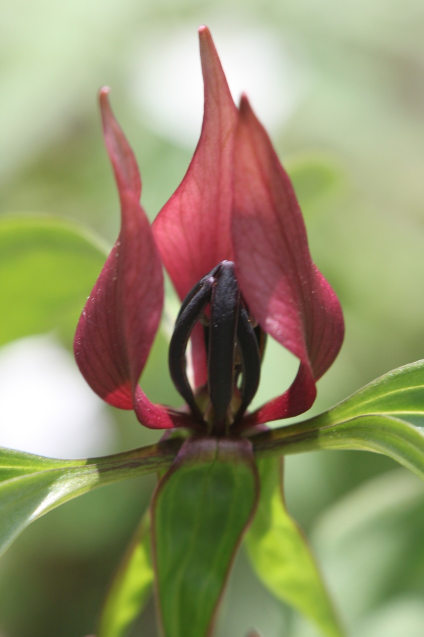 Kalamazoo Seasons Red trilliums