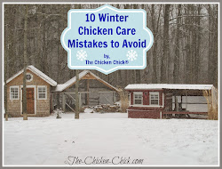 chicken winter cold coops chickens chick care avoid coop weather mistakes plans temperatures unique building keeping houses feed backyard body