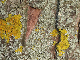 Lichens on tree in Nothe Gardens.