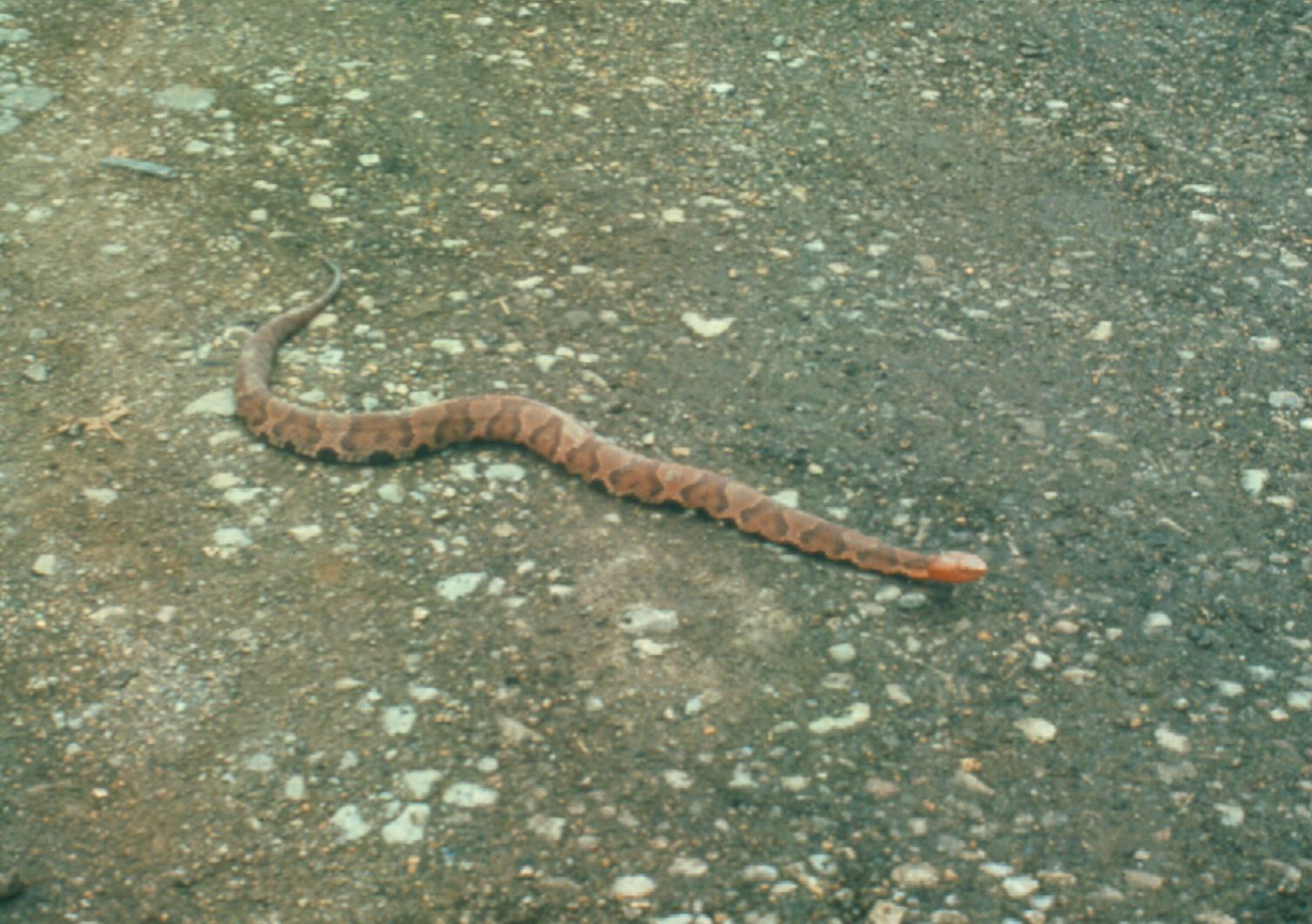 Field Biology in Southeastern Ohio: Reptiles and Amphibians