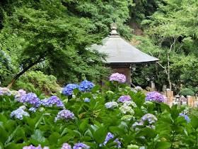 安国論寺のアジサイ