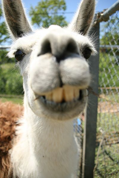 llama-smile.jpg