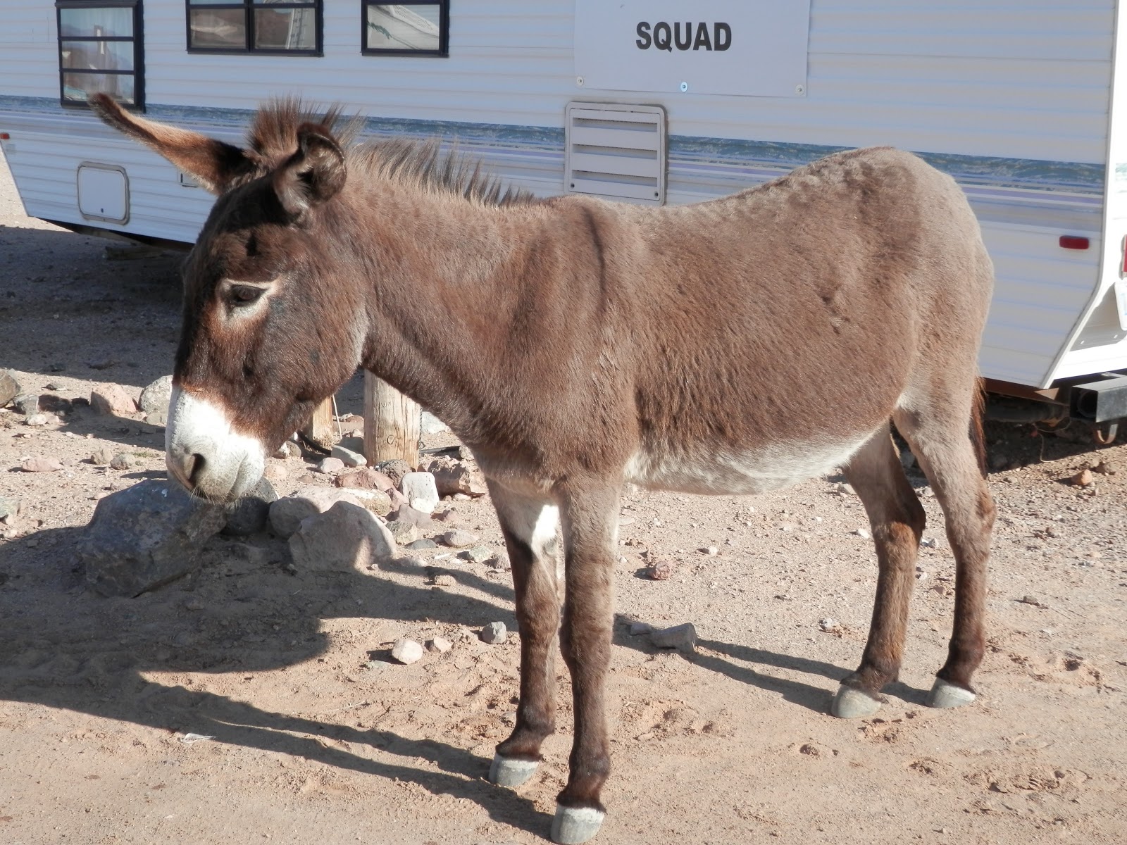 Rauhala Ramblers Martinez lake, Arizona Donkeys