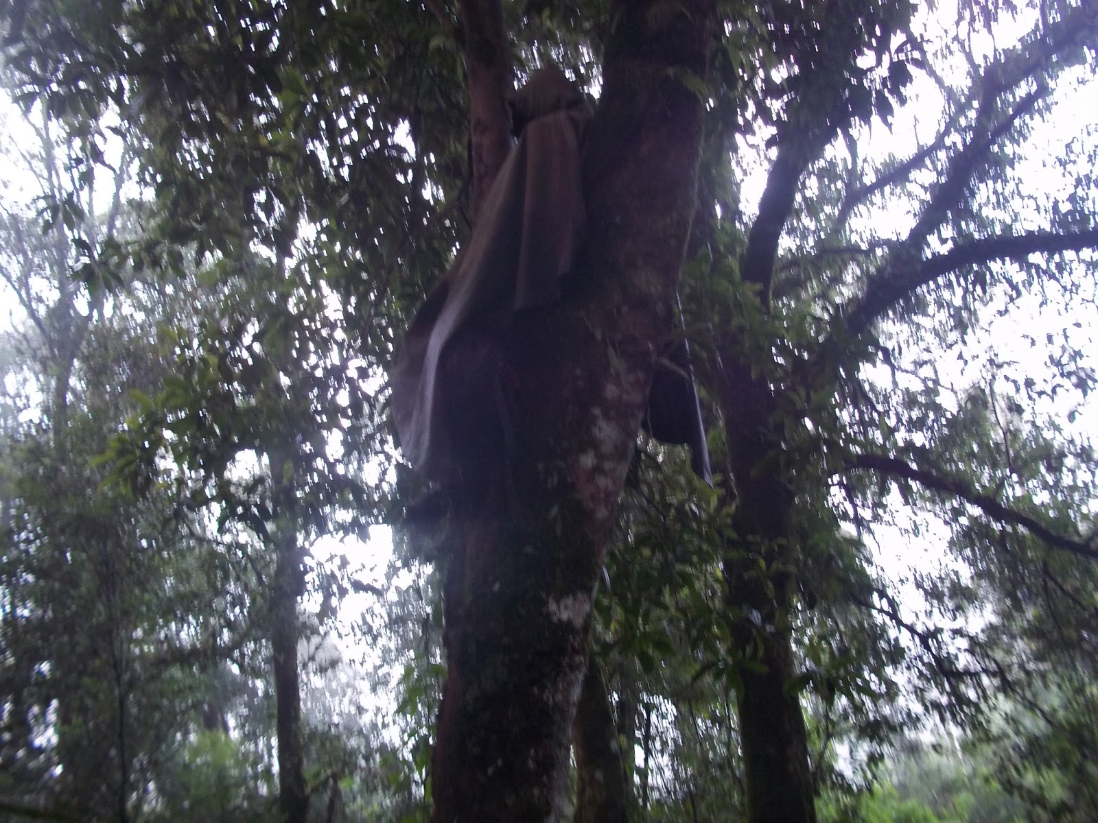 SAPUJAGAT: Teknik Tidur Kalong