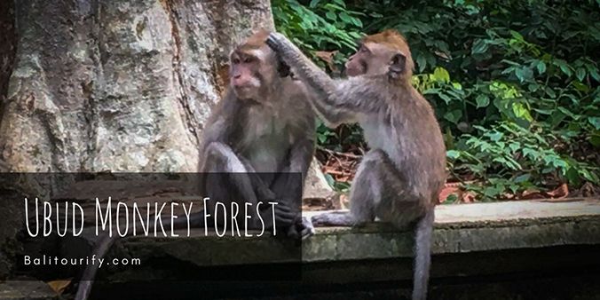 Ubud Monkey Forest, Kintamani Bali Volcano and Ubud Village Tour, Bali Full Day Trips, Ubud and Kintamani tour package