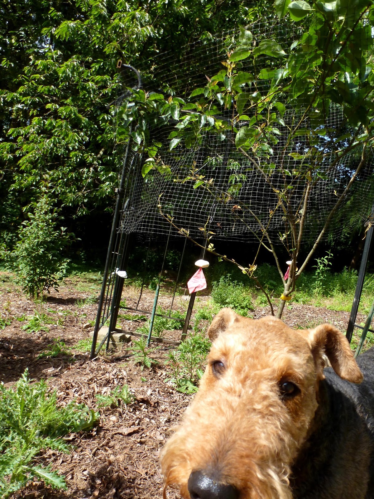 Gardening with Wyatt Oh Deer! (and rabbits)