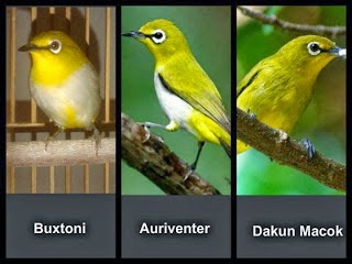 Ini Jenis Pleci Auri Atau Buxtoni Cara Gacor