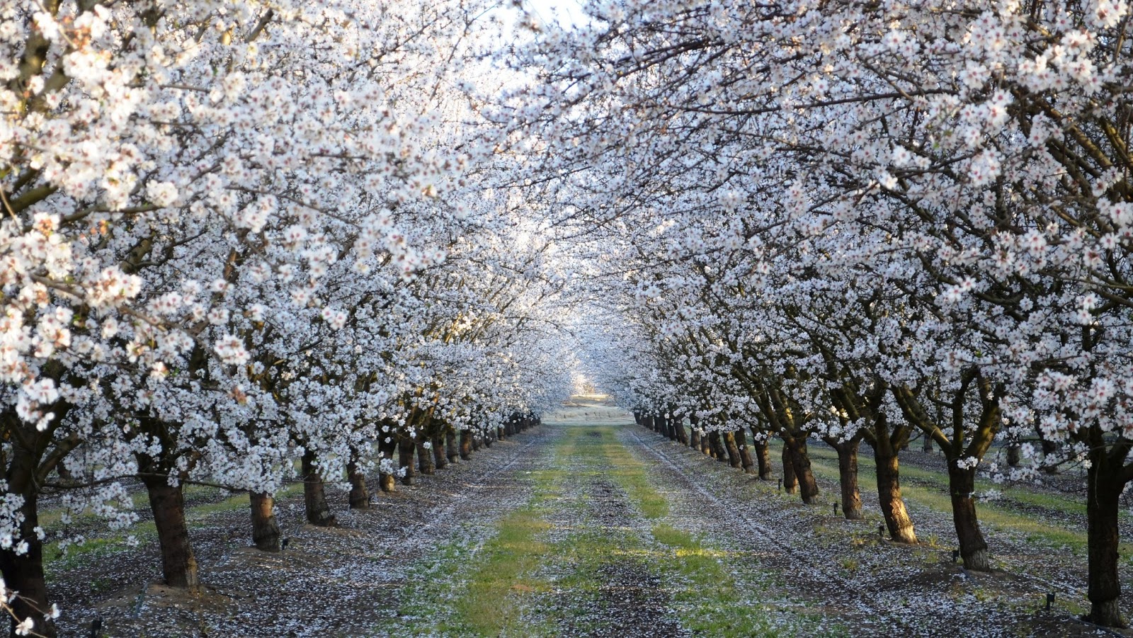 Almond Blossom Exploring My Life