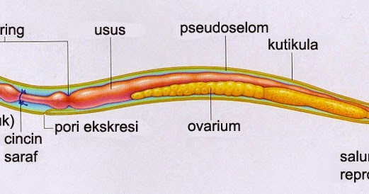 Gambar struktur tubuh nemathelminthes, Platyhelminthes ppt