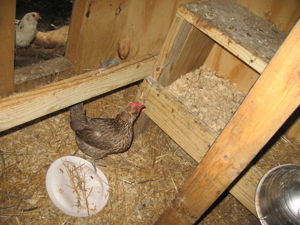 Razzberry Corner Guinea keets first day outside the story in pictures
