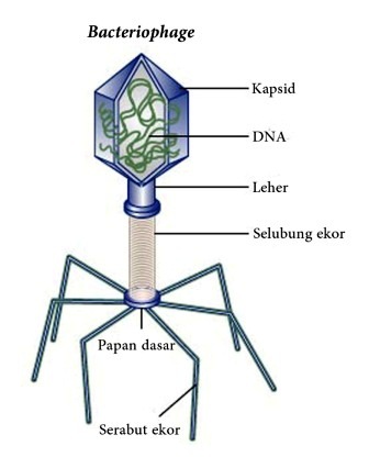 Struktur Virus dan Bagian - Bagian Virus - BELAJAR BIOLOGI BERSAMA