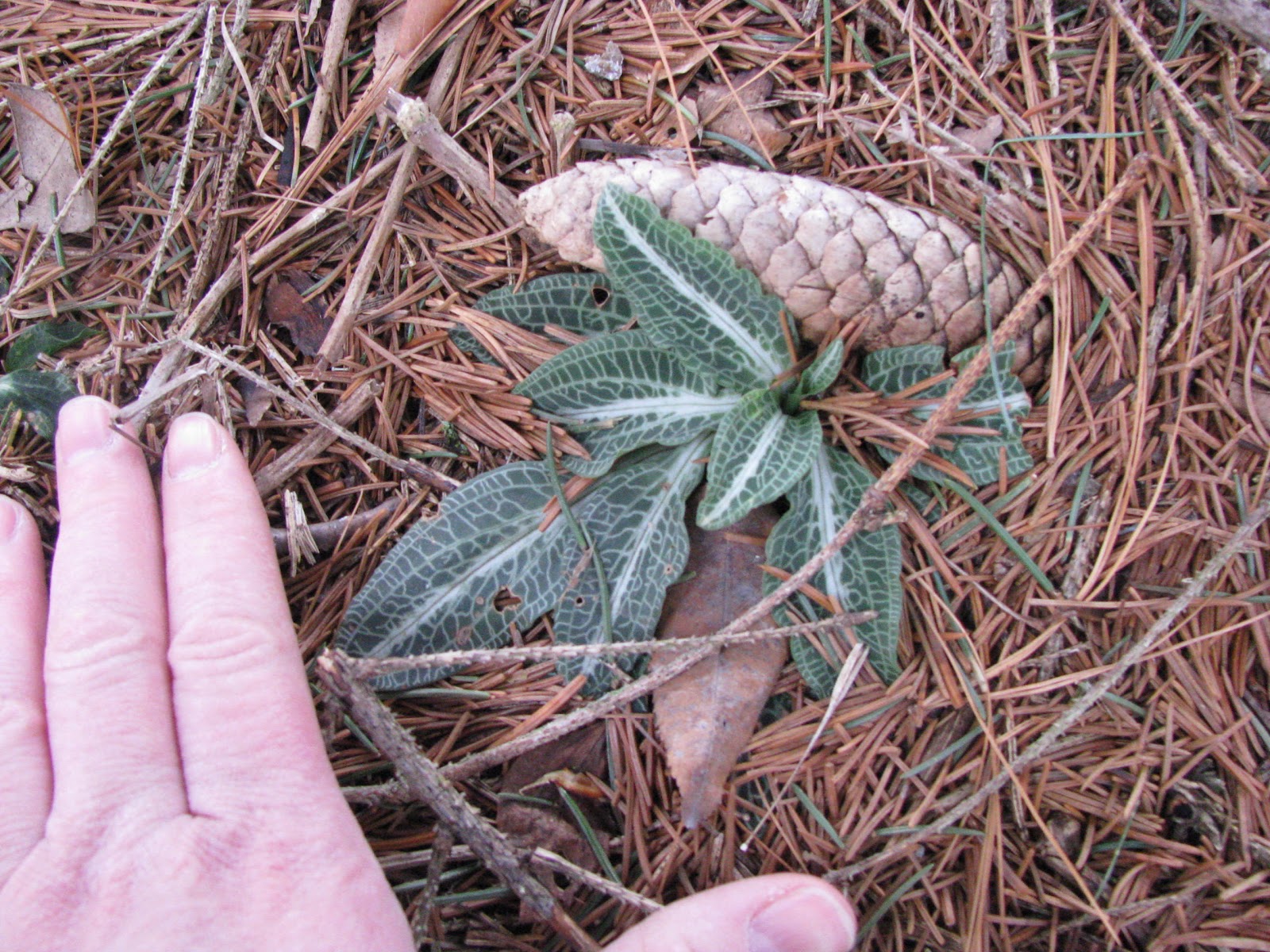 Living On Da Hedge Downy Rattlesnake Plantain Hidden Winter Healing