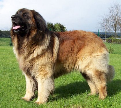 Leonberger Puppies on Dog Wallpapers Album  Leonberger Dog Breed Pictures