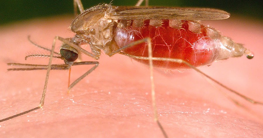 Anopheles Mosquito Insects Morphology anopheles-mosquito-insects-morphology