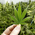 Hoje é dia da maconha: tem lubrificante, roupa, festa...