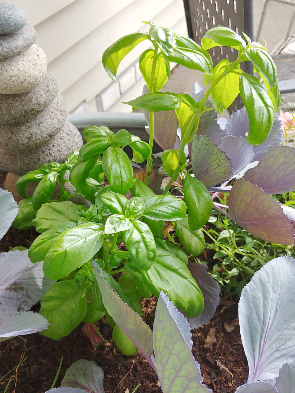How to Dry Fresh Basil Little Vintage Cottage
