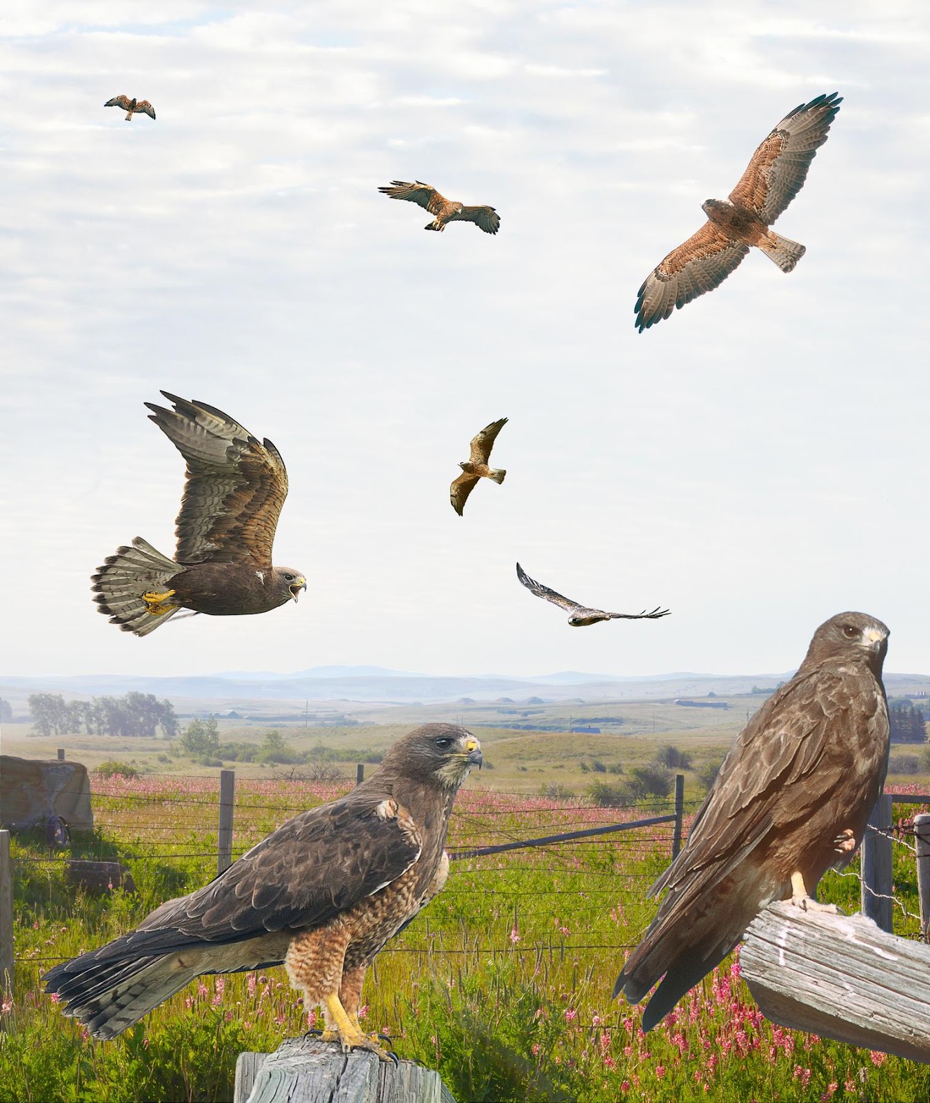 Birding Is Fun!: Crossley ID Raptor Guide: Swainson's Hawk