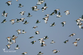 Bando de sisón común - Little bustard flock (Tetrax tetrax)