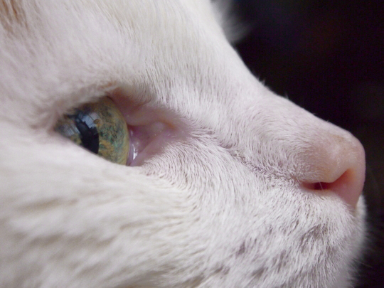 beautiful cat eyes