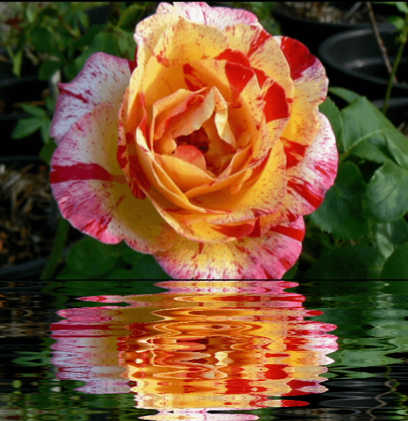 GIFS E CORES Rosas com Gifs de água