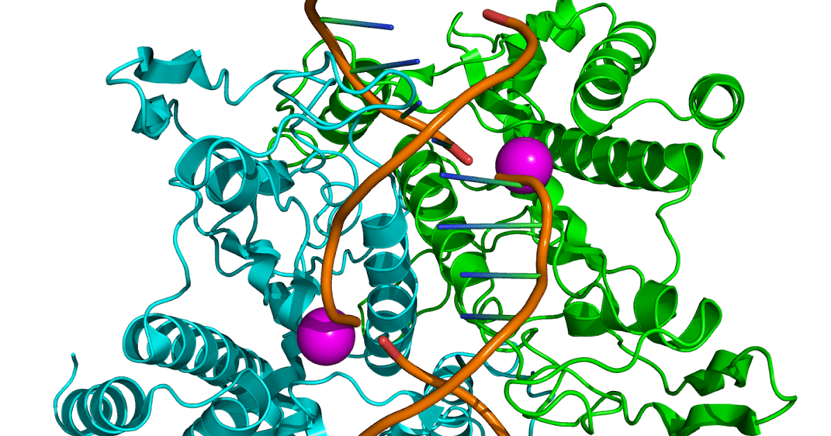 ENZYMES And Adenosine triphosphate (ATP)