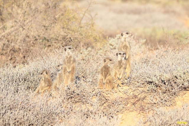 25-11-18. Suricatos en Oudtshoorn, Cango Caves y domir en Knysna. - Ciudad del Cabo y Garden Route (1)