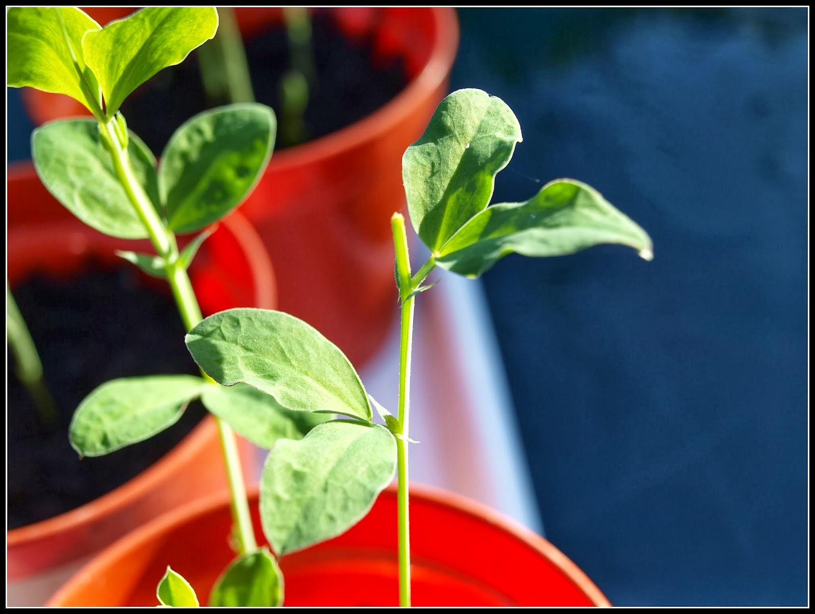 Mark's Veg Plot: Pinching-out Sweet Peas