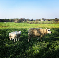 Sheep and lambs in Leeds