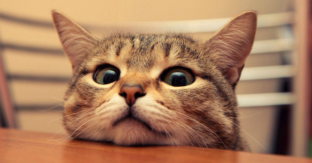 How Do Cats Show Their Love to Their Owners How Do Cats Show Their Love to Their Owners