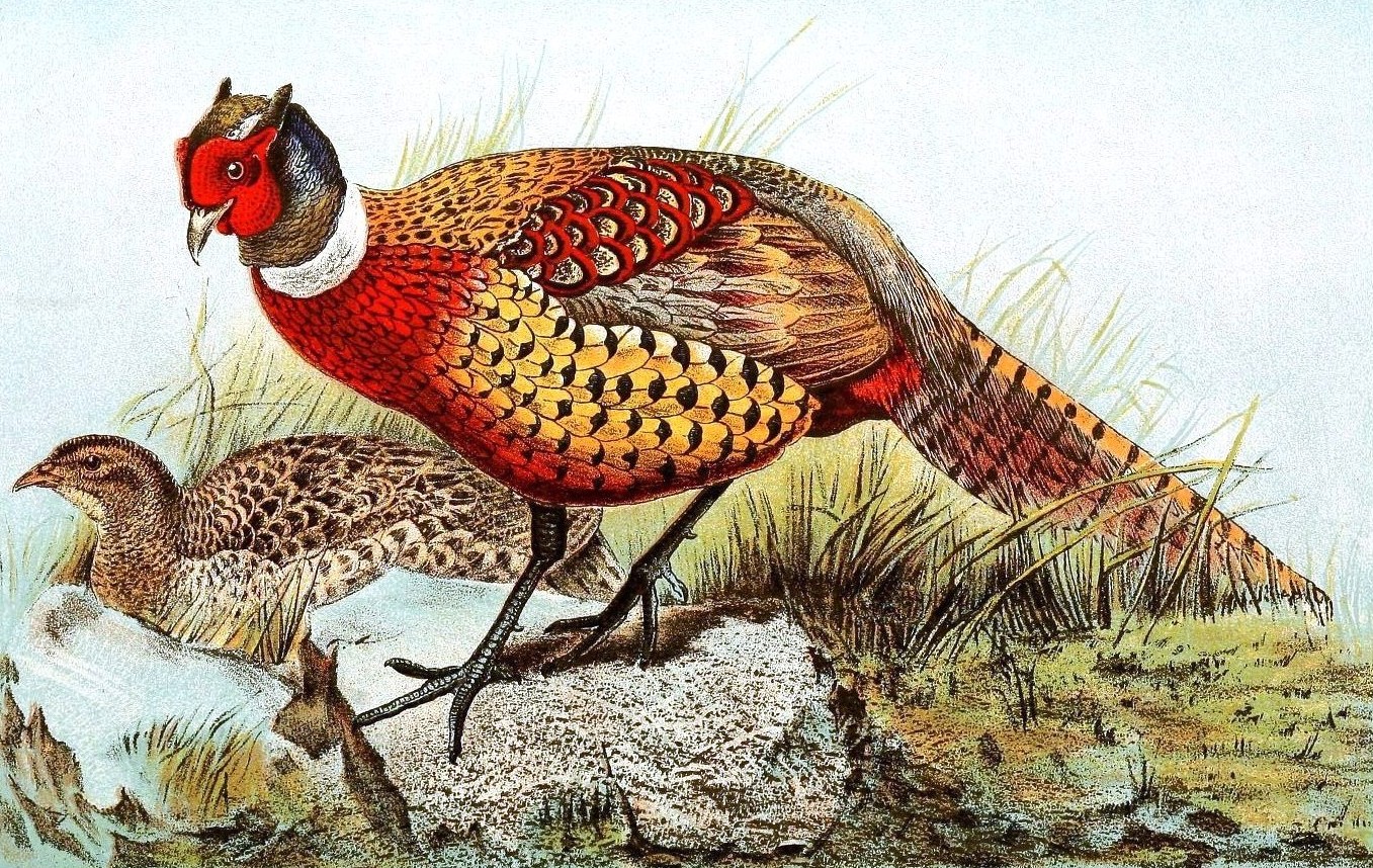 19th-Century colour illustration of a pair of ring-necked pheasants