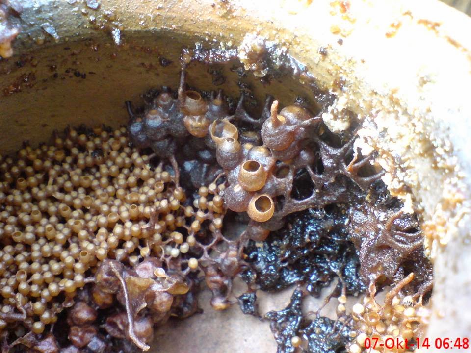 jual bibit klanceng trigona sp ternak klanceng lebah madu di jawa tengah jual bibit klanceng trigona sp ternak klanceng lebah madu di jawa tengah