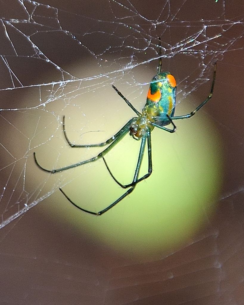 Bleecker Mountain Life: Orchard Spider