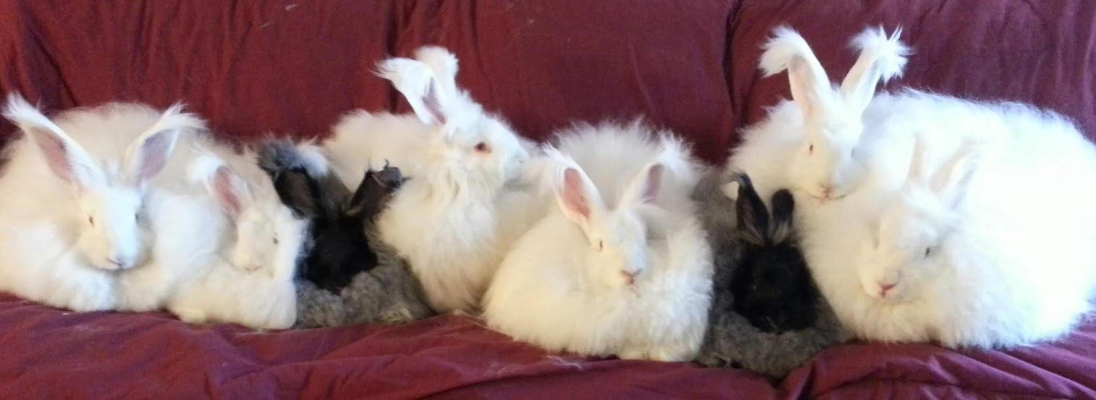 Giant German Angora Rabbits