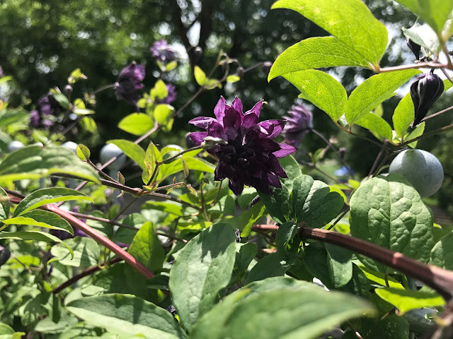 Clematis viticella Mary Rose (c) by Joachim Wenk Clematis viticella Mary Rose (c) by Joachim Wenk
