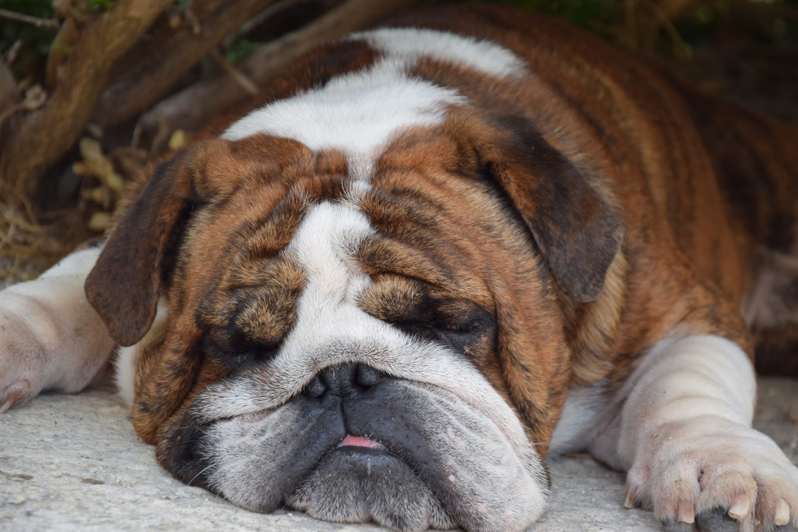 Darwin Bulldogs kennel Charles Darwin