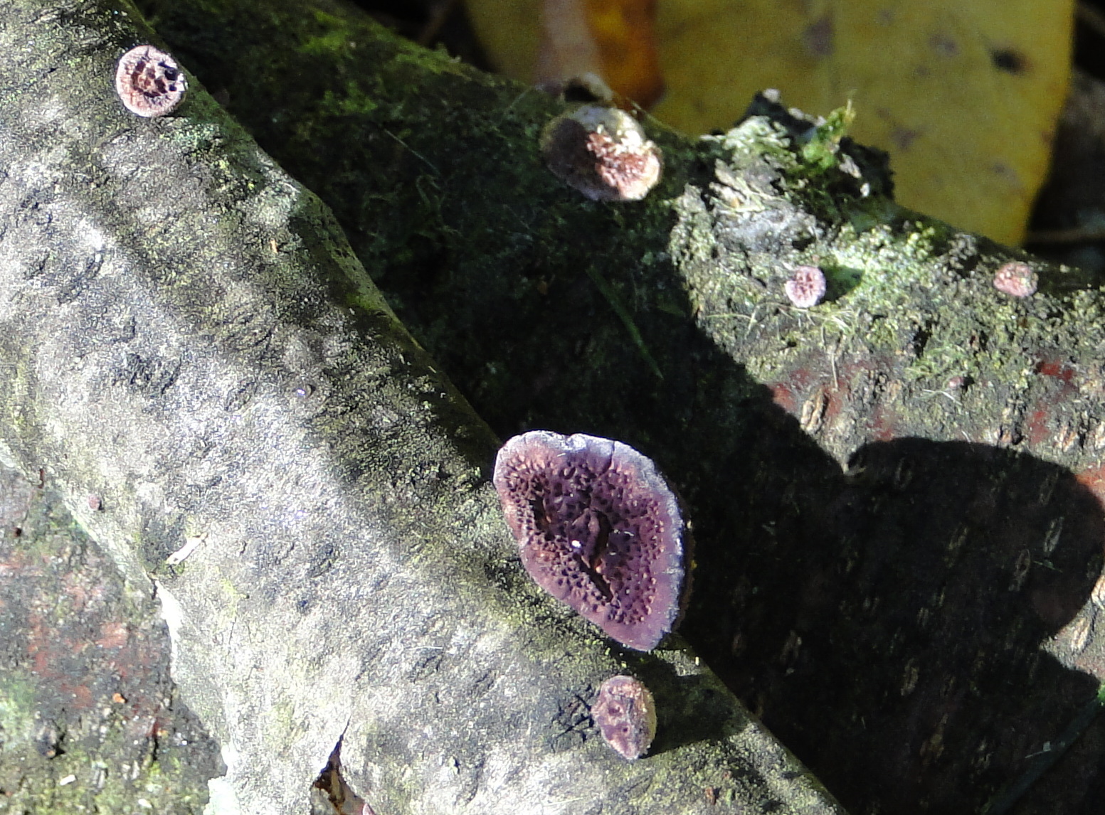 Life at the Blue Rock Ranch Purple Fungus