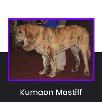 Kumaon Mastiff Dog Kumaon Mastiff Dog